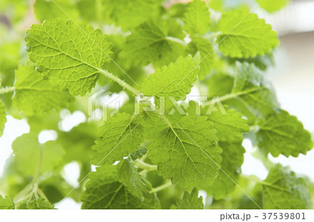 Fresh lemon balm (close-up) 37539801