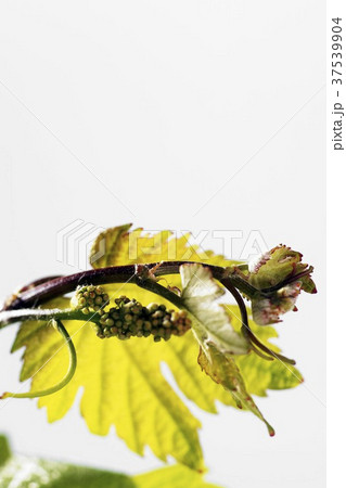 A young vine leaf with buds A young vine leaf with buds 37539904