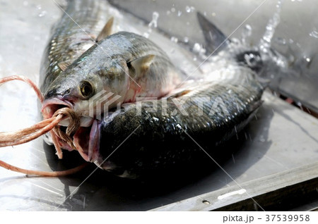 Freshly caught mullet 37539958