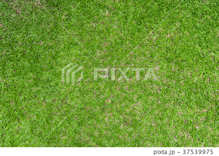 Closeup green grass natural background texture Closeup green grass natural background texture 37539975