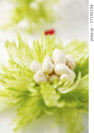 Peanut Peanut 37540198