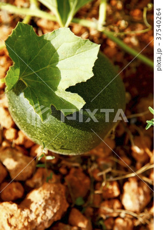 An unripe melon on the plant 37540264