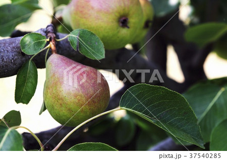 Pears on the tree 37540285