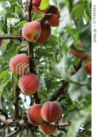Peaches on the tree 37540465