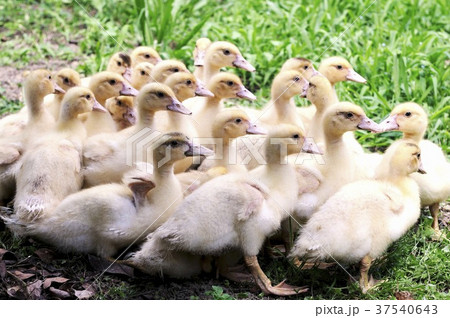 Baby ducks outside 37540643