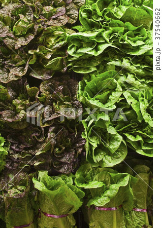 Assorted Lettuce at a Market 37540662
