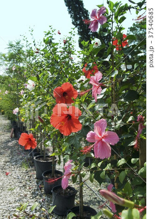 Hibiscus plants in the garden centre Hibiscus plants in the garden centre 37540685