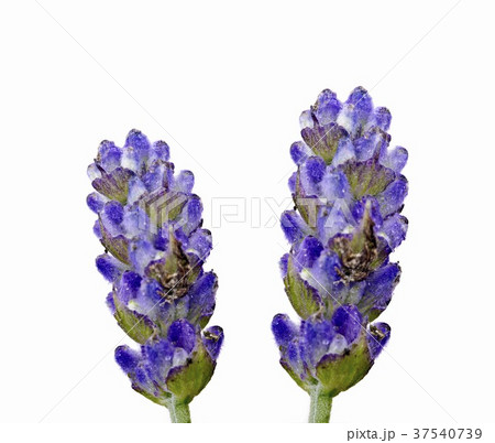Lavender flowers (close-up) 37540739
