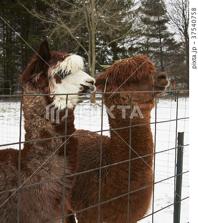 Alpacas at a Wire Fence Alpacas at a Wire Fence 37540758