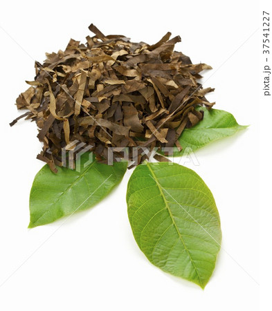 Walnut leaves, dried and chopped on a fresh walnut leaf 37541227