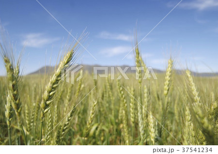 A wheat field against a blue sky A wheat field against a blue sky 37541234