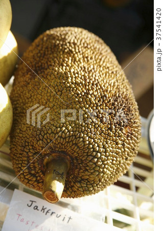 Fresh Organic Jakfruit at a Farmer's Market 37541420