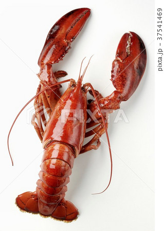 A cooked lobster 37541469