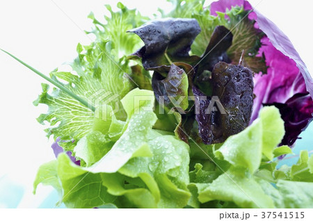 Fresh lettuce Fresh lettuce 37541515