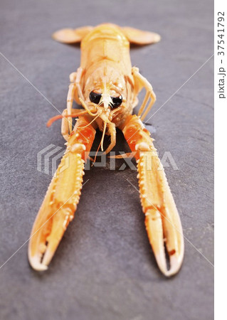 A Norway lobster A Norway lobster 37541792