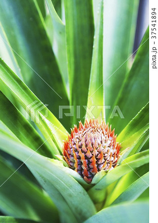 Baby Pineapple Plant Baby Pineapple Plant 37541894