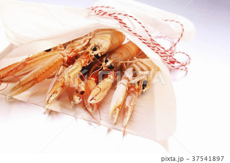 Scampi on paper 37541897