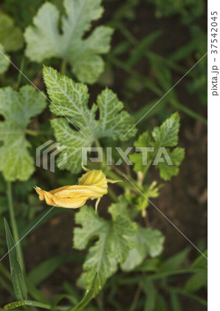 Courgette plant with flower 37542045