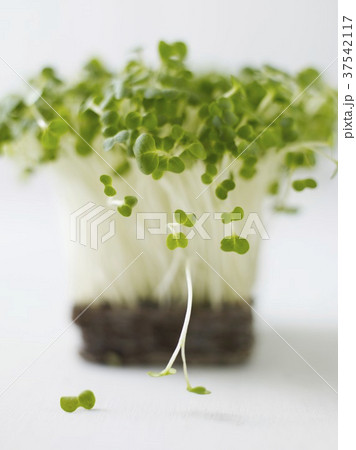 Fresh cress (close-up) Fresh cress (close-up) 37542117