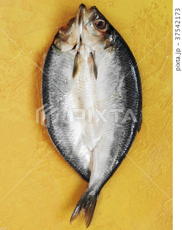 Fresh herring 37542173