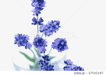 Lavender flowers 37542197