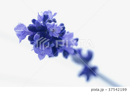 Lavender flowers 37542199