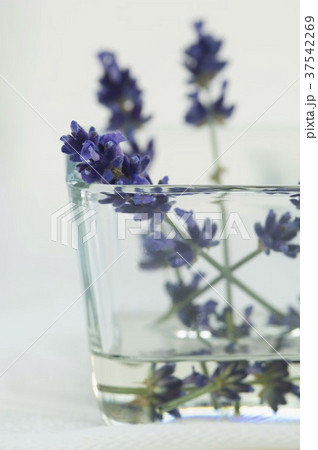 Lavender flowers in a glass of water 37542269