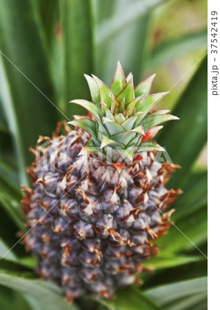 Young Pineapple Plant 37542419