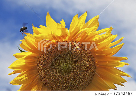 Bee Hovering on a Sunflower Against a Blue Sky 37542467