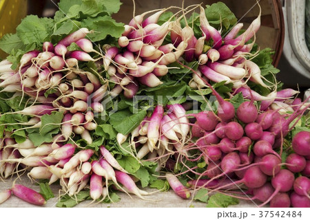 Fresh Bunches of Radishes at a Farmer's Market 37542484