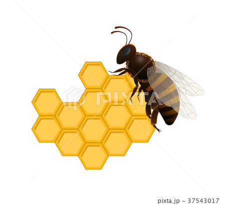 Honeybee on fresh honeycomb symbol 37543017
