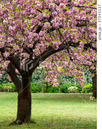 里桜 37543137