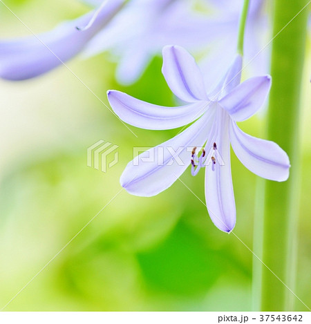 アガパンサス 37543642