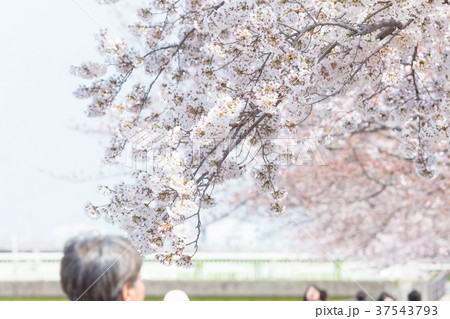 花見 桜の季節 染井吉野 ソメイヨシノ 公園でお花見 会社員 ブルーシートの写真素材