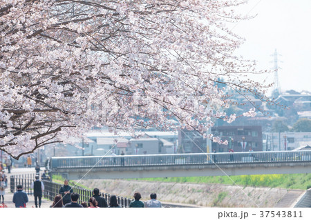 花見 桜の季節 染井吉野 ソメイヨシノ 公園でお花見 会社員 ブルーシート 花見 桜の季節 染井吉野 ソメイヨシノ 公園でお花見 会社員 ブルーシート 37543811