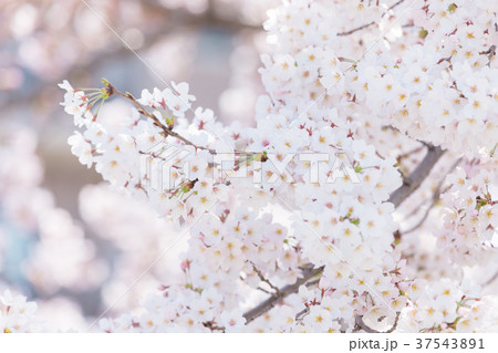 ソメイヨシノ　桜　さくら　日本の花 37543891