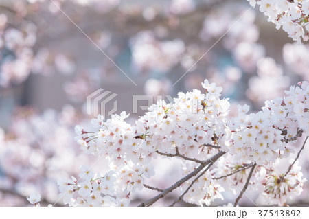 ソメイヨシノ 桜 さくら 日本の花 ソメイヨシノ 桜 さくら 日本の花 37543892