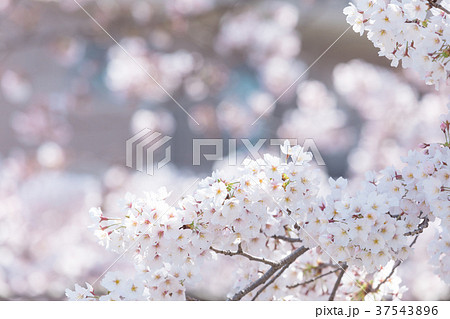 ソメイヨシノ　桜　さくら　日本の花 37543896