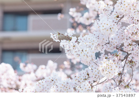 ソメイヨシノ　桜　さくら　日本の花 37543897