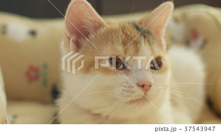 右を見る子猫 37543947