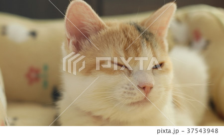 目を閉じる子猫 37543948