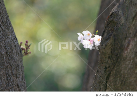 サクラ　桜　さくら　染井吉野　ソメイヨシノ　そめいよしの　コピースペース　文字スペース 37543965