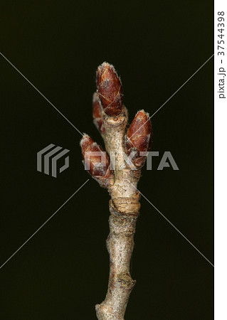 自然 植物 コヒガン、冬芽と葉痕。エドヒガンとマメザクラの雑種。里桜の仲間でいいのでしょうか? 自然 植物 コヒガン、冬芽と葉痕。エドヒガンとマメザクラの雑種。里桜の仲間でいいのでしょうか? 37544398