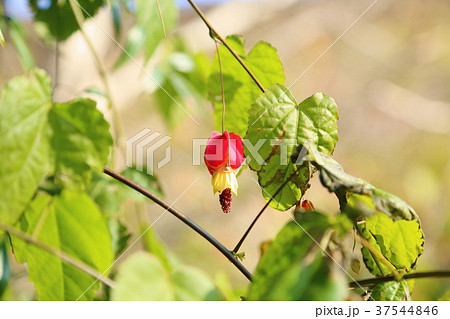 チロリアンランプの花 37544846