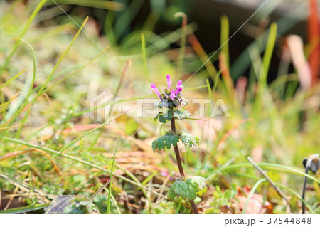 ホトケノザの花 37544848