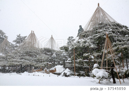 冬の兼六園 37545050