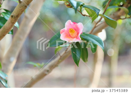 ツバキの花　覆輪秋の山 37545389