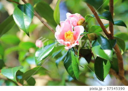 ツバキの花 覆輪秋の山 ツバキの花 覆輪秋の山 37545390