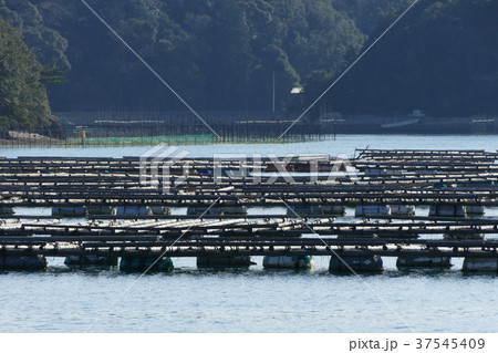 牡蠣の養殖筏　三重県 37545409