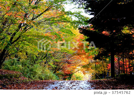 山中湖湖畔の紅葉 37545762